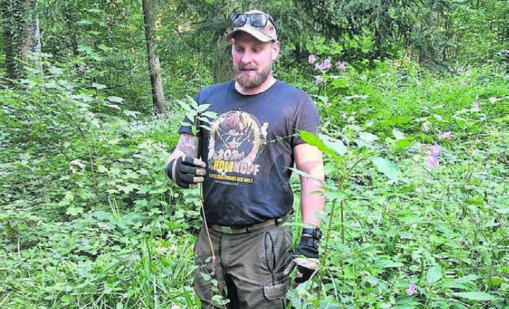 Den Neophyten im Wald soll es an den Kragen gehen, dafür ist wie beim ersten Mal wieder Unterstützung gefragt. Bild: zg