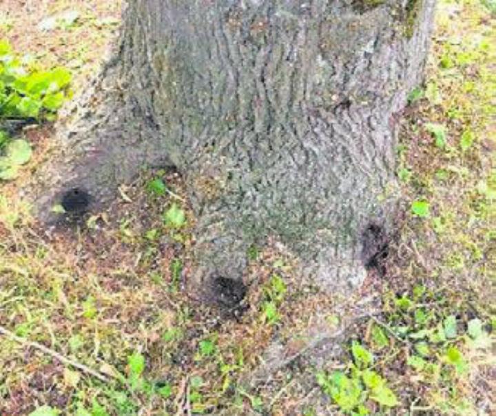 Die Wurzeln des Baumes in Wiggwil wurden angebohrt. Bild: gk
