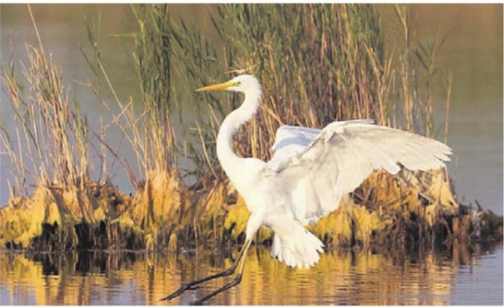 Silberreiher, wie sie am Flachsee heimisch sind.
Bild: zg