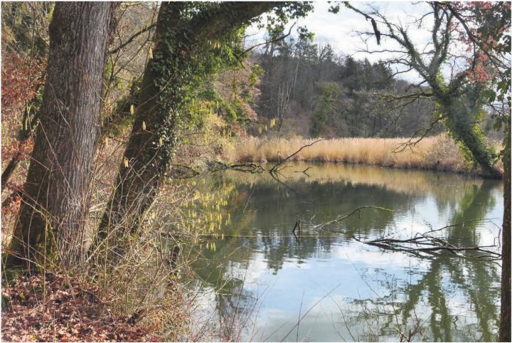 Die Alte Reuss in Künten Sulz bietet nicht nur optisch viel, sondern ist auch Lebensraum von vielen Tierund Pflanzenarten. Sie soll erhalten und aufgewertet werden.
Bilder: Roger Wetli / Archiv Die Alte Reuss in Künten Sulz bietet nicht nur optisch viel, sondern ist auch Lebensraum von vielen Tierund Pflanzenarten. Sie soll erhalten und aufgewertet werden.
Bilder: Roger Wetli / Archiv