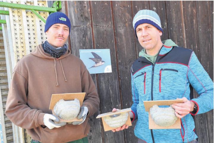 Roland Temperli (rechts) und Praktikant Lukas Rupp mit Kunstnestern, wie sie in Rottenschwil montiert sind. Bilder: Thomas Stöckli / pixabay