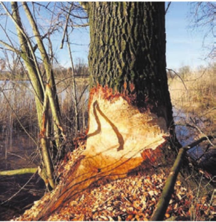 Die Beissspuren des Bibers sind im Reusstal deutlich zu sehen. Bild: zg