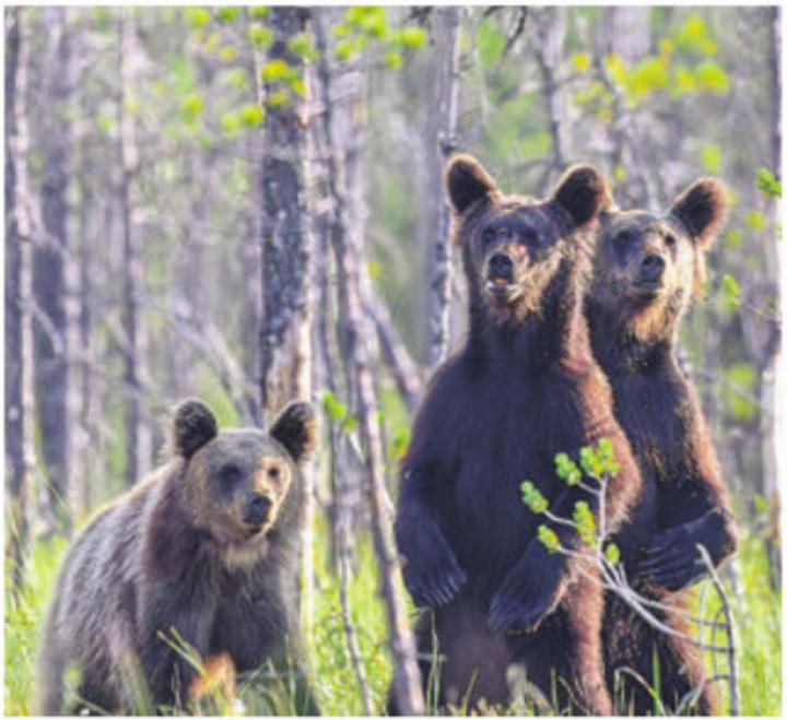 Tolles Bild: eine Bärenfamilie in Finnland. Bild: Simon Huwiler