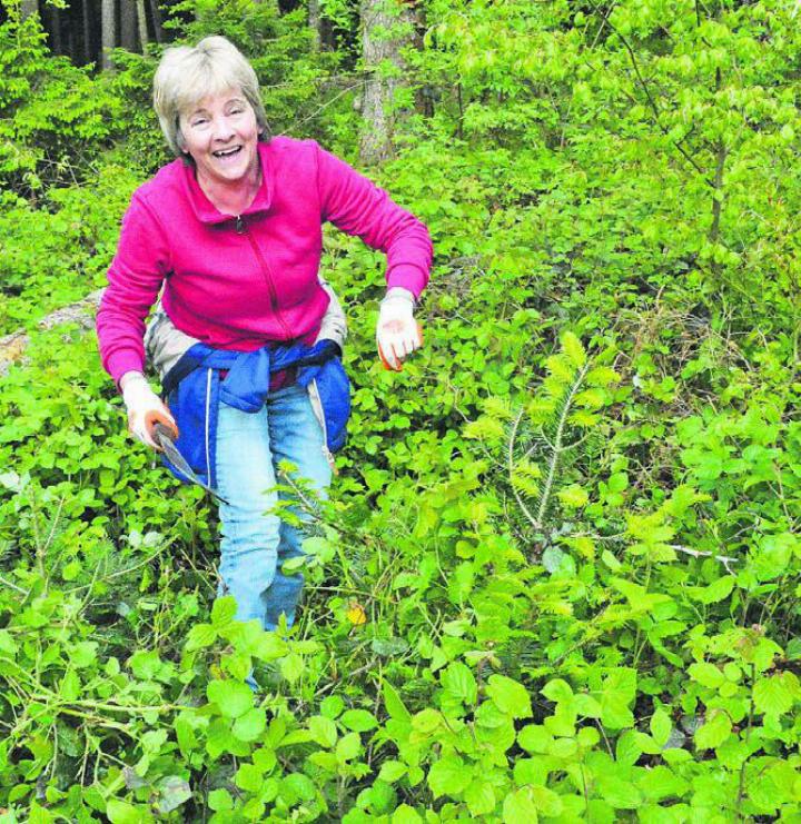 Gute Stimmung bei den Helfenden: Monika Reinert legt die kleinen Weisstannen frei, die von Brombeeren überwuchert sind. Bilder: Celeste Blanc