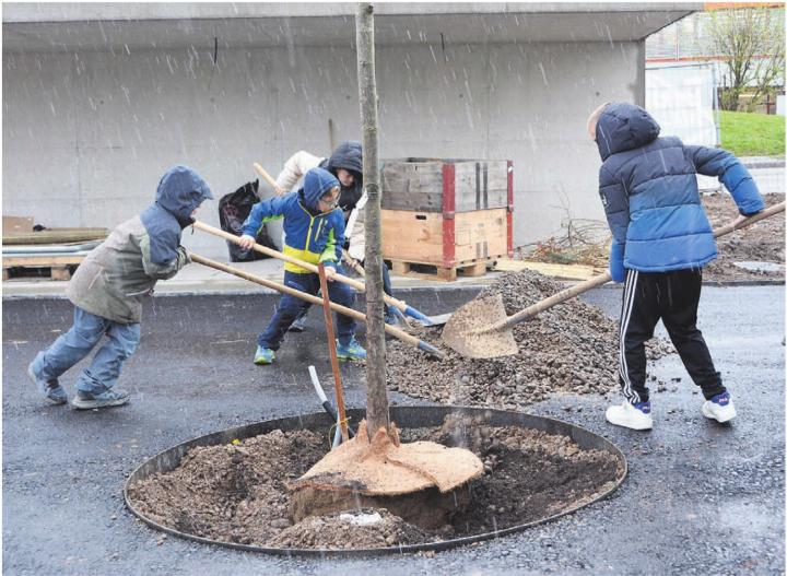 Auf die Plätze, fertig, los: Das Wetter war den Schülern beim Baumpflanzen egal. Sie griffen beherzt zur Schaufel. Bilder: Sabrina Salm