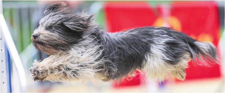 Platz zum Austoben, Erziehen und Voneinander-Lernen. Der «Hundesport SKG Bremgarten» trägt dazu bei, die Beziehung zwischen Hund und Hundehalter zu optimieren. Dafür bräuchte man ein geeignetes Trainingsgelände. Doch seitdem er seine ehemalige Heimat in der Oberebene verloren hat, sucht der Verein vergeblich nach einer Anschlusslösung. Bilder: zg