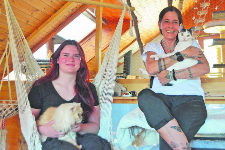 Von Katzen umgeben fühlen sie sich wohl. Täglich kümmern sich Ronja Frauenfelder (links) und Sandra Fritschi um die Tiere. Bild: Annemarie Keusch