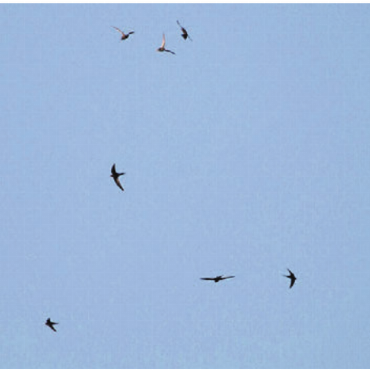 Schwalben und Segler in Bremgarten - Meist sieht man sie nur hoch am Himmel. Doch zum Brüten sind die Mauersegler auch gerne unter den Giebeln der Bremgarter Altstadthäuser. Bild: pd