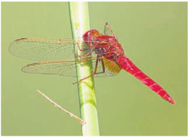 Die Feuerlibelle. Bild: Noah Meier