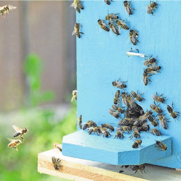 Drei Tage voller Aha-Momente - Sie standen im Zentrum: die Honigbienen.