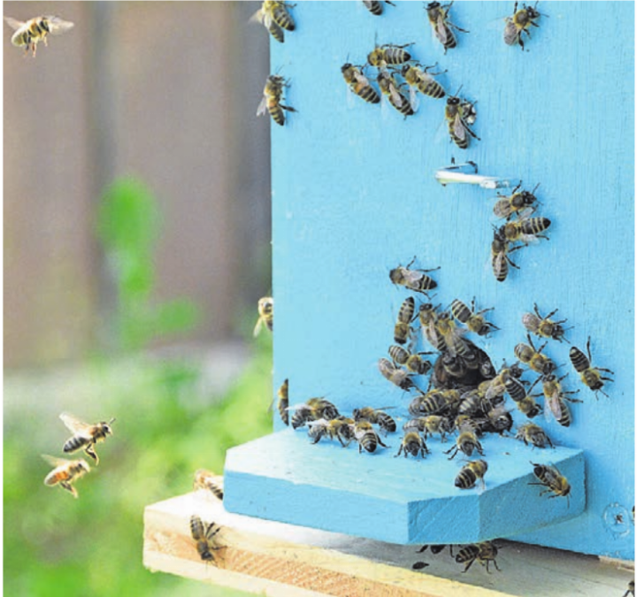 Sie standen im Zentrum: die Honigbienen.