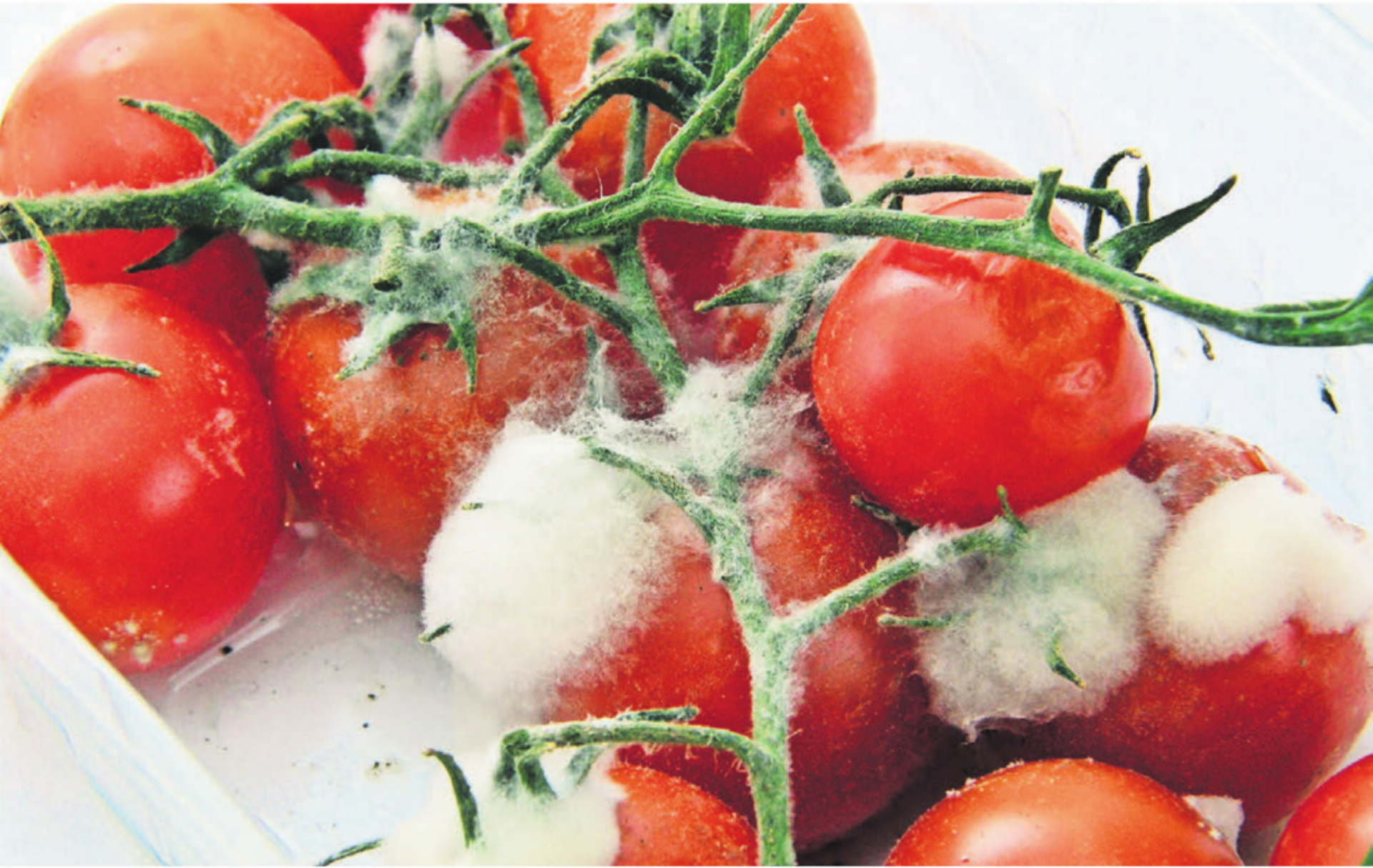 Zu viele Lebensmittel kaufen und diese dann nicht rechtzeitig verarbeiten können, bevor sie verderben. Es ist einer von mehreren Gründen für Food Waste. Bild: www.pixabay.com - Das Bild wird blockiert. – Möglicherweise durch einen aktiven Adblocker.
