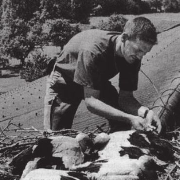 «Schlössli» und «Status Quo» - Auch das gehört zum vielfältigen Aufgabenkatalog des Murimoos dazu: Die Jungstörche werden beringt. Bild: Archiv