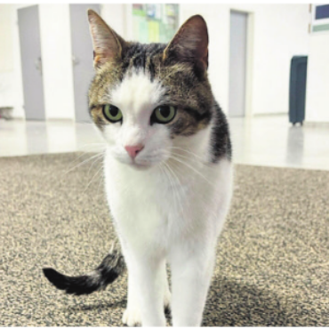 Isi – die Schulkatze - Isi wohnt in den Schulräumlichkeiten. Bild: pd