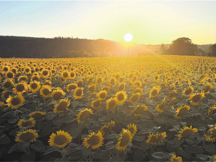 Ein Sonnenblumenfeld in Villmergen. Nach einem heissen Tag geht der hellste Stern unter. Eigentlich gewöhnlich, und dennoch ausserordentlich schön. Die jungen Sonnenblumen sind tagsüber dem Lauf der Sonne von Osten nach Westen gefolgt. Abends und nachts drehen sie sich zurück (wie hier im Bild), um morgens wieder nach Osten ausgerichtet zu sein – bereit für die Sonne. Diesen Vorgang nennt man Heliotropismus. Übrigens: Ausgewachsene Sonnenblumen verharren dauerhaft in Richtung Osten.