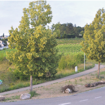 Magerwiese statt Parkplatz - Auf dieser Fläche wurden über viele Jahre Autos parkiert. Jetzt dient sie als Lebensraum für Pflanzen und Tiere. Bilder: Roger Wetli