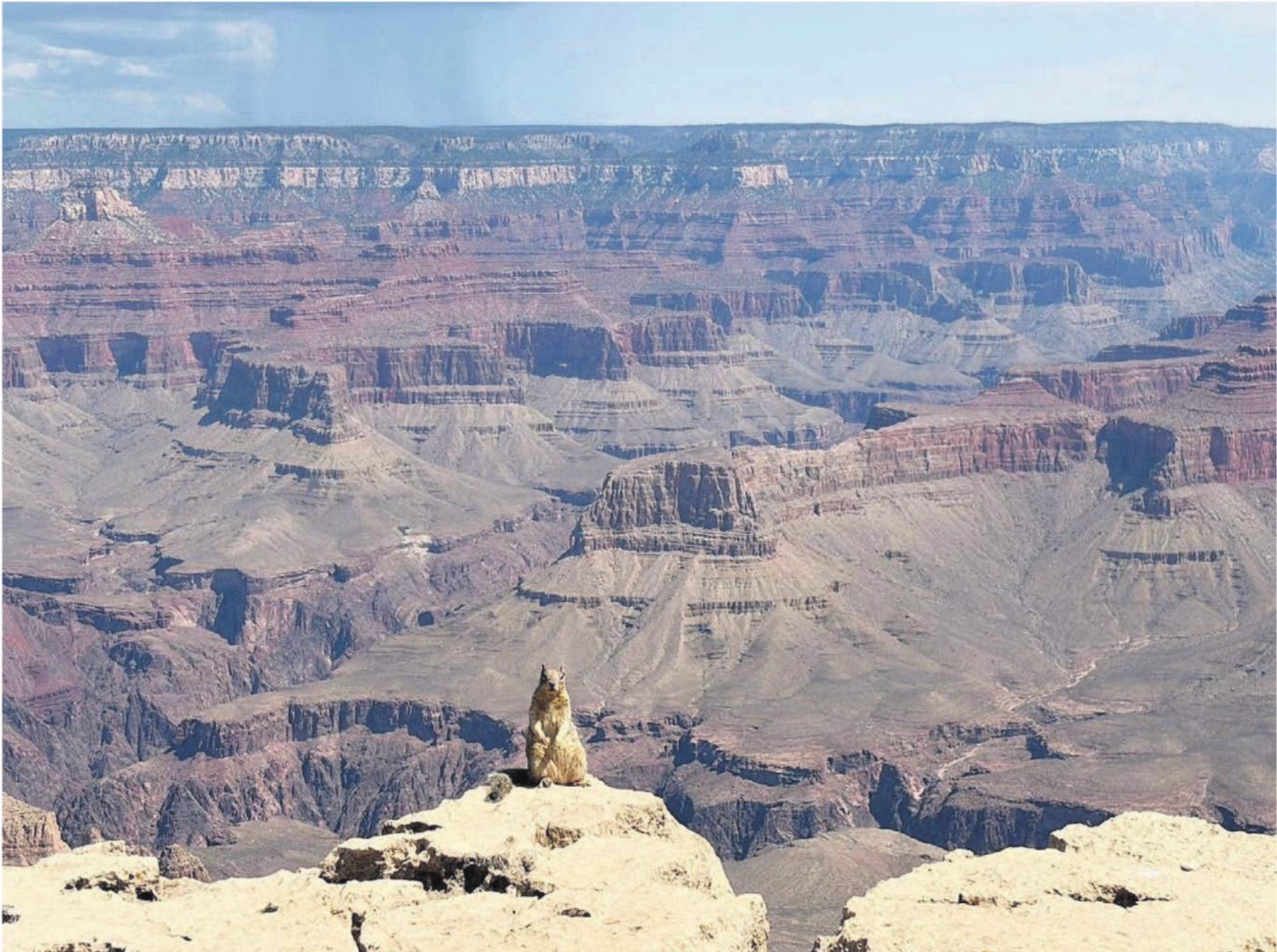 «Grand Canyons most Dangerous Creature» – so werden Felsenhörnchen (Rock Squirrels) bezeichnet. Warum diese putzige Tierchen so gefährlich sind? Es sind die Tiere, die im Park am meisten Verletzungen verursachen. Sie sind oft sehr zutraulich, da Touristen sie unerlaubt füttern. Die Bisse können schwere Infektionen verursachen. Dieses Fotomodell ging aber lieber auf Abstand und genoss ein Sonnenbad am Rande der Felsen. Ganz entspannt weilte es in schwindelerregender Höhe und warf sich für die Kameras regelrecht in Pose. - Das Bild wird blockiert. – Möglicherweise durch einen aktiven Adblocker.